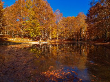 Foliage during autumn season at little lake  in Monte Livata, Simbruini Mountains, near Subiaco, Lazio, Italy clipart