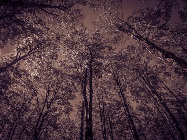 10月の秋の日の間の暗い魔法の森の景色ラツィオイタリア — ストック写真