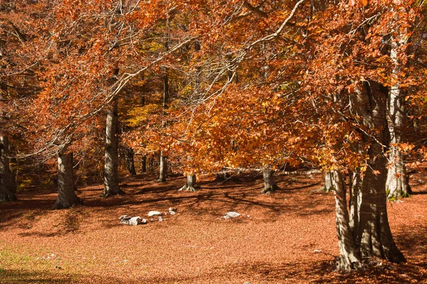 Veduta Della Faggeta Autunnale Una Giornata Sole Ottobre Monte Livata — Foto Stock