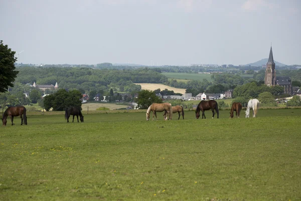 Horses with on the background the village of Vijlen Stock Image