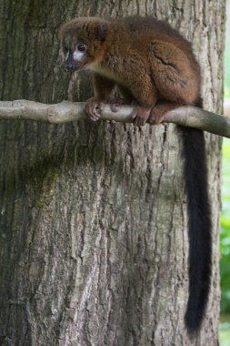 Apenheul ayında Apeldoorn, Hollanda