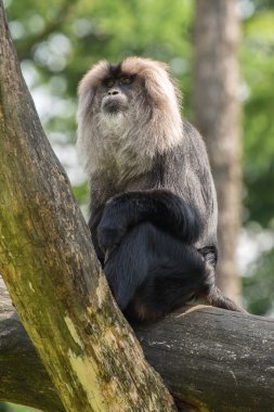 Apenheul ayında Apeldoorn, Hollanda