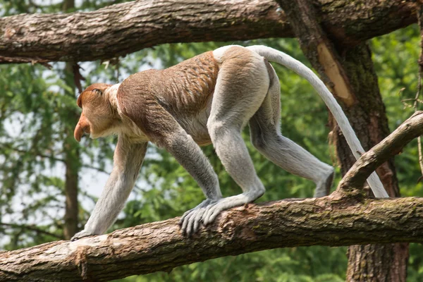 Apenheul in apeldoorn, den Niederlanden — Stockfoto