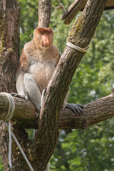 Apenheul in apeldoorn, den Niederlanden — Stockfoto