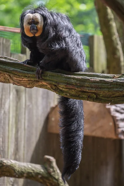 Der apenheul in apeldoorn — Stockfoto