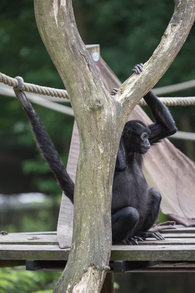 Der apenheul in apeldoorn — Stockfoto