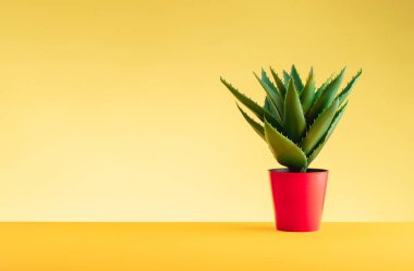 Kırmızı tenceredeki Aloe bitkisi sarı arka planda sarı bir masanın üzerinde duruyor. Minimalizm kavramı. Metin için yer