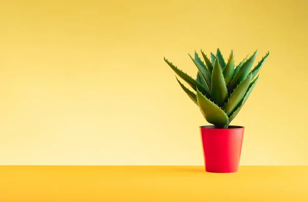 Aloe Plant Red Pot Stands Yellow Table Yellow Background Concept — 스톡 사진