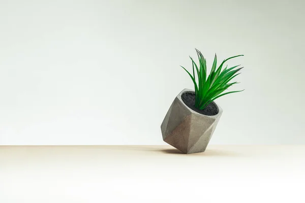 Small Indoor Plant Concrete Pot Gray Table Gray Background Concept — Stock Photo, Image