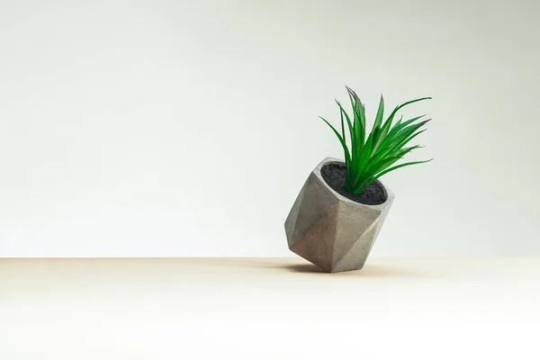 Small Indoor Plant Concrete Pot Gray Table Gray Background Concept — Fotografia de Stock