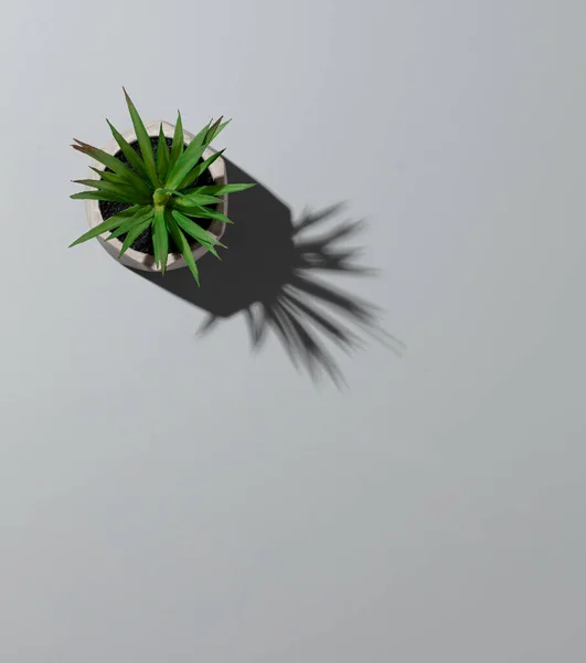 Office plant in a pot stands on a gray background and casts a shadow. Decorative concept poster