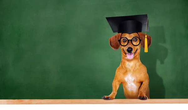 Dog wearing mortar board on green board background