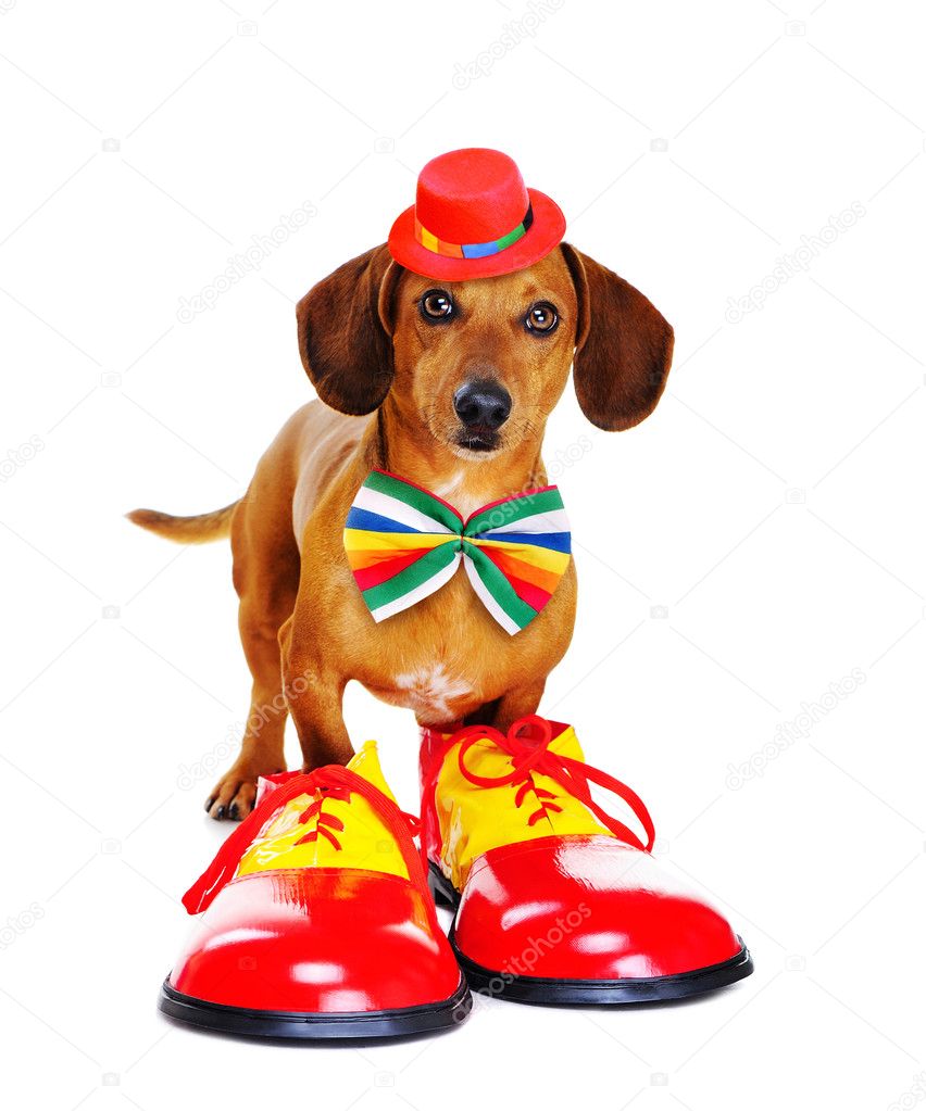 dachshund shoes for dogs