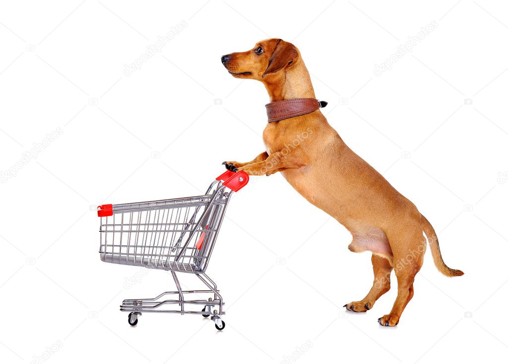 Dachshund dog pushing shopping cart against white background — Stock