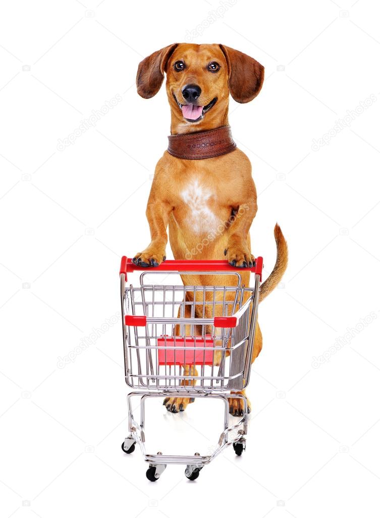 Dachshund dog pushing shopping cart against white background — Stock