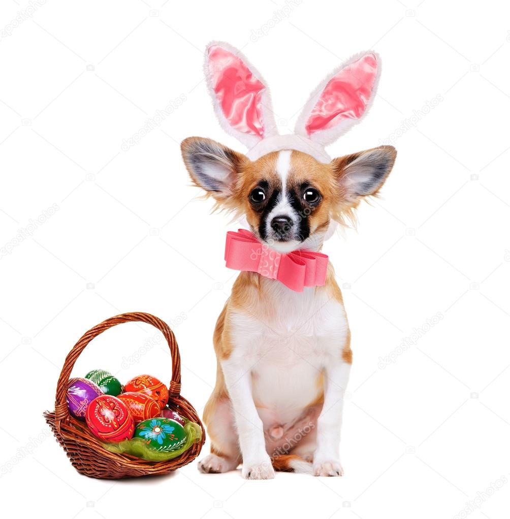 Chihuahua with bunny ears Chihuahua dog wearing bunny ears with