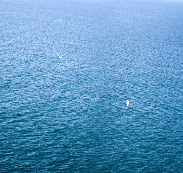 바다입니다. 갈매기입니다. 배경 — 스톡 사진