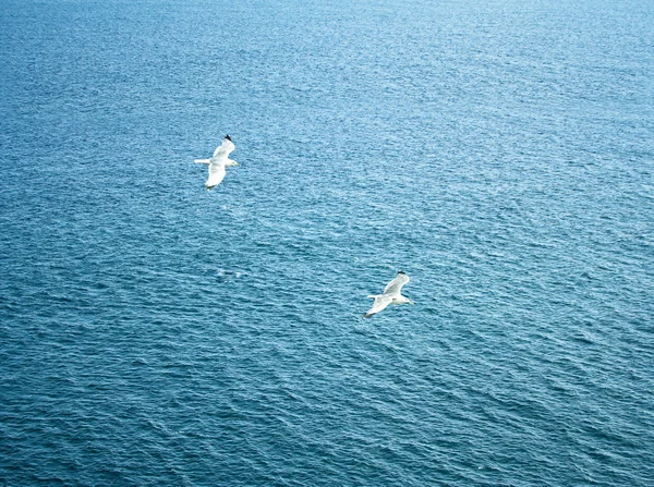 Sea.Gulls. Background. — Stock Photo, Image