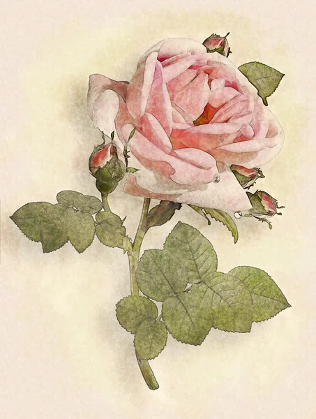 Rosa Aquarell. — Stockfoto