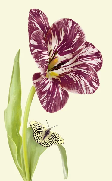 Tulipan i motyl. — Zdjęcie stockowe