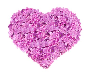 Valentin. kalp. çiçekler. leylak. Beyaz arka plan.