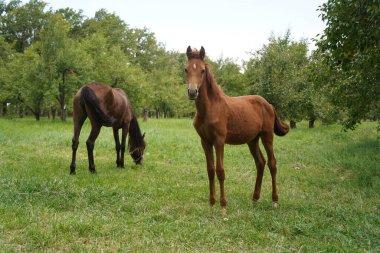 Bir at elma bahçesinde otluyor.
