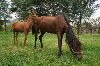 Bir at elma bahçesinde otluyor.