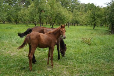 Bir at elma bahçesinde otluyor.