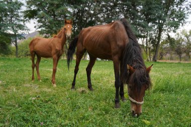 Bir at elma bahçesinde otluyor.