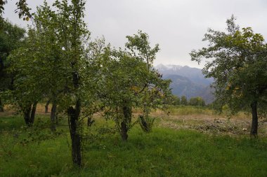 Dağlık bölgelerde farklı çeşitlilikte elma bahçeleri