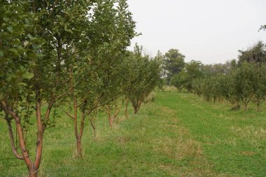 Dağlık bölgelerde farklı çeşitlilikte elma bahçeleri