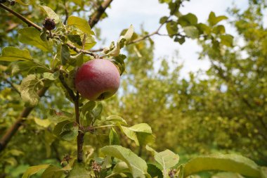 Bahçedeki ağaç dallarında olgun mevsimlik elmalar