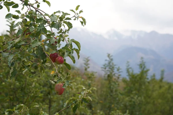 Ripe Seasonal Apples Tree Branches Garden — Stock Photo, Image