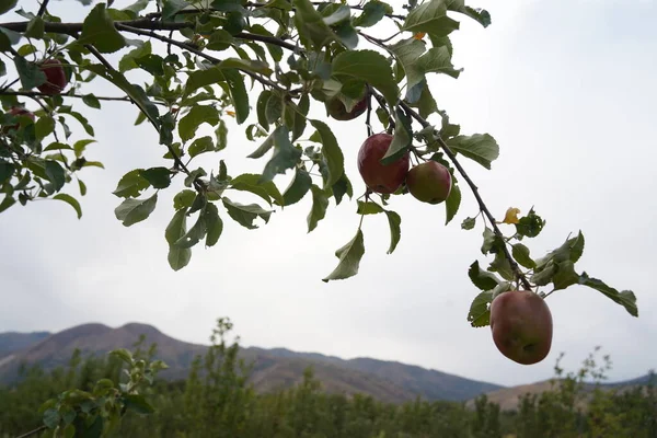 Ripe Seasonal Apples Tree Branches Garden — Stock Photo, Image
