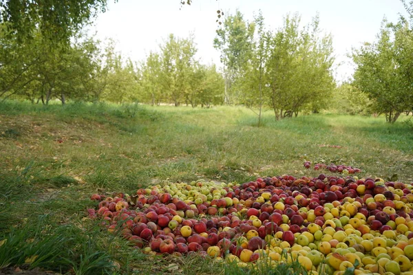 Harvest of fresh apples harvested on the ground in the garden