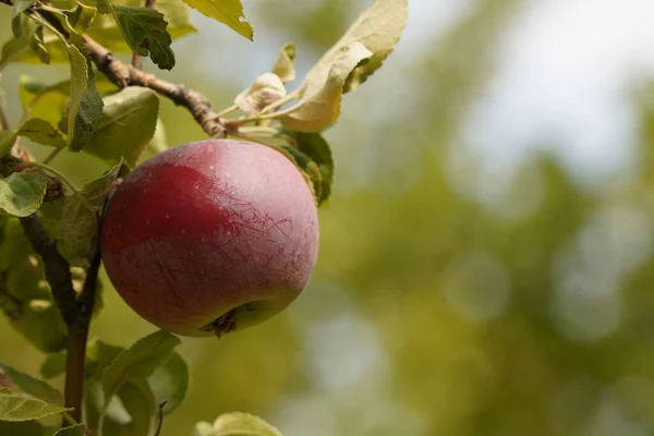 Ώριμα Εποχιακά Μήλα Κλαδιά Δέντρων Στον Κήπο Φωτογραφία Αρχείου