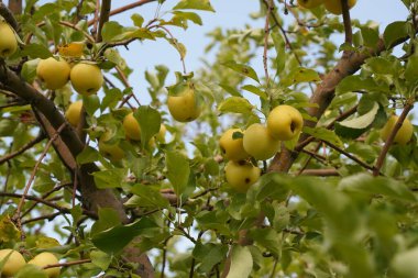 Bahçedeki ağaç dallarında olgun mevsimlik elmalar
