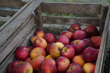 Toplanan elmalar konteynırlarda serilidir.