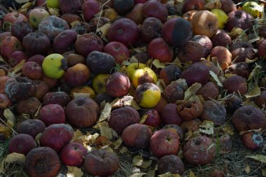 Bahçedeki çimlerin üzerinde olgunlaşmış elmalar