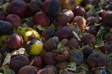 Bahçedeki çimlerin üzerinde olgunlaşmış elmalar
