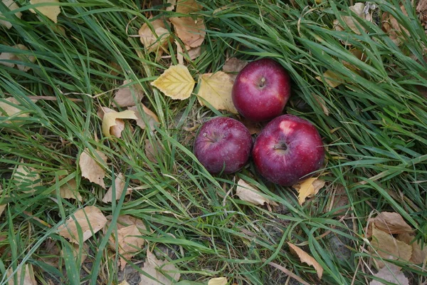 Overripe apples on the grass in the garden