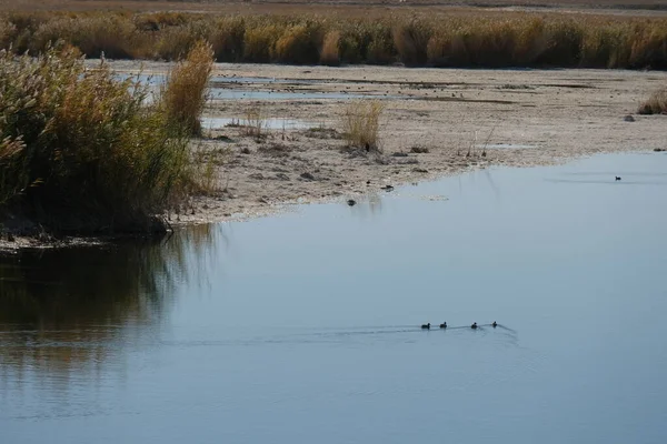 Aral Denizi toprakları. Güney kısmı kontrollü su ve bitki örtüsüyle dolu..
