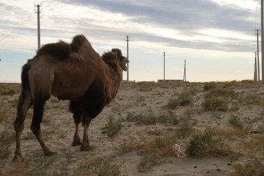 Aralsk, Kazakistan - 10.07.2020: Kırsal bölgelerde, yerleşim alanlarından çok uzak olmayan kumlu bir alanda bir deve otluyor.