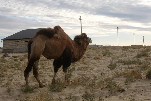 Aralsk Kasachstan 2020 Ein Kamel Weidet Auf Einem Sandigen Gelände — Stockfoto