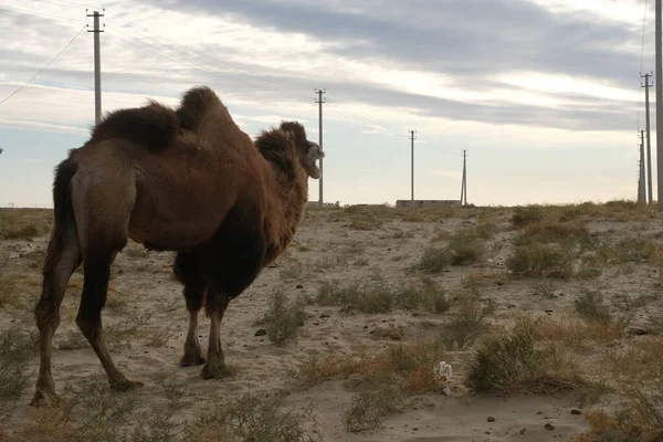 Aralsk Kazakhstan 2020 Camel Grazes Sandy Area Far Residential Buildings — Stock Photo, Image