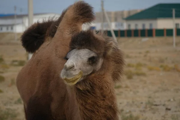 Aralsk Kasachstan 2020 Ein Kamel Weidet Auf Einem Sandigen Gelände — Stockfoto