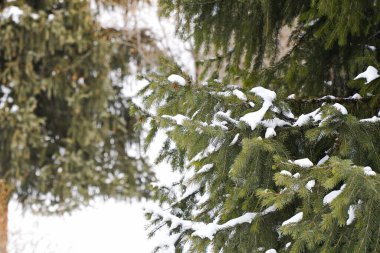 Dağlık bölgelerde farklı türde köknar, çam ve ağaçlar ve yoğun sis var..