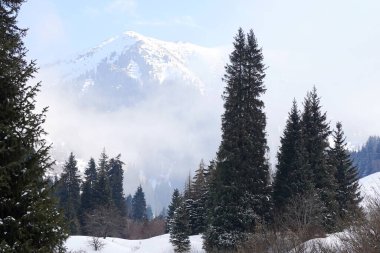 Dağlık bölgelerde farklı türde köknar, çam ve ağaçlar ve yoğun sis var..