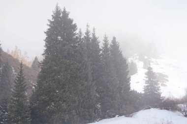 Dağlık bölgelerde farklı türde köknar, çam ve ağaçlar ve yoğun sis var..