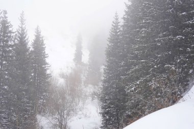 Dağlık bölgelerde farklı türde köknar, çam ve ağaçlar ve yoğun sis var..